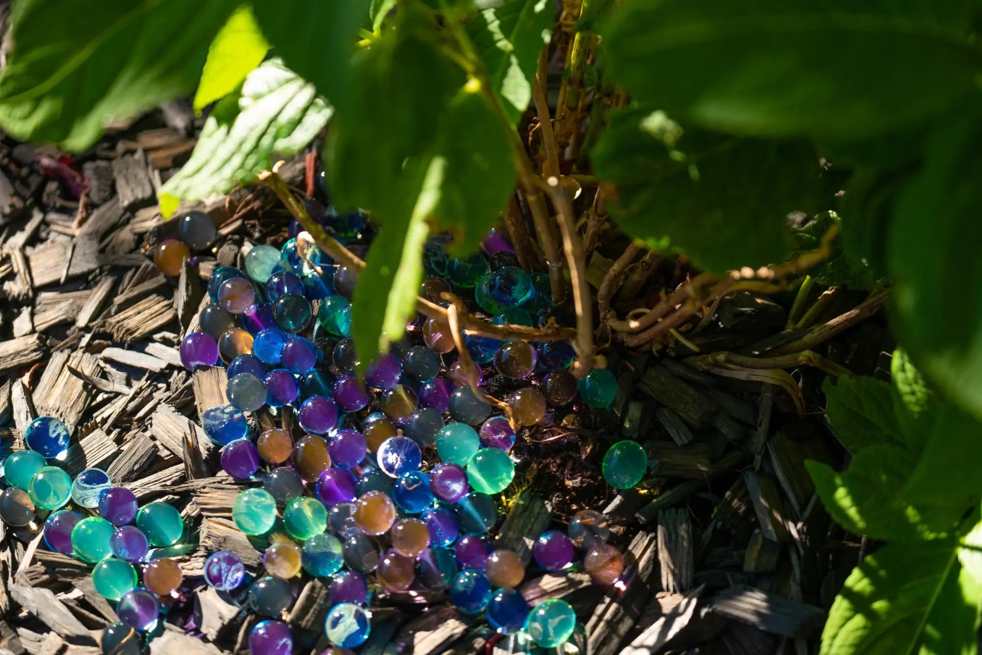 What You Should Know About Water Beads for Plants  Water Beads Australia