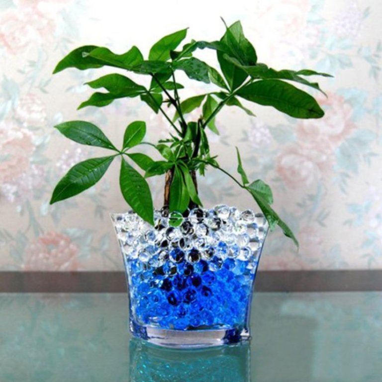 What Type of Plants Grow in Water Beads - Water Beads Australia